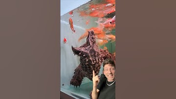 The Alligator Snapping Turtle is a MENACE
