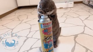 Will Otters Notice if Mom's Voice Changes?