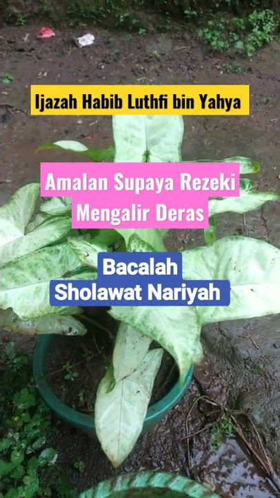 AMALAN SUPAYA REZEKI LANCAR IJAZAH HABIB LUTFI BIN YAHYA