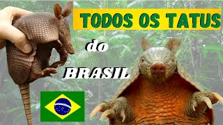 TATUS BRASILEIROS! VEJA TODAS AS ESPÉCIES DE TATUS QUE VIVEM NO BRASIL - ANIMAIS INCRÍVEIS!