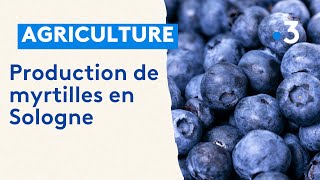 Des Myrtilles Cultivées En Sologne