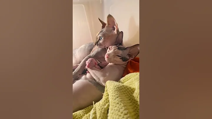 Video 4036751: sphynxcat sphynxkitten, sphynx cat breed, newborn sphynx kittens
