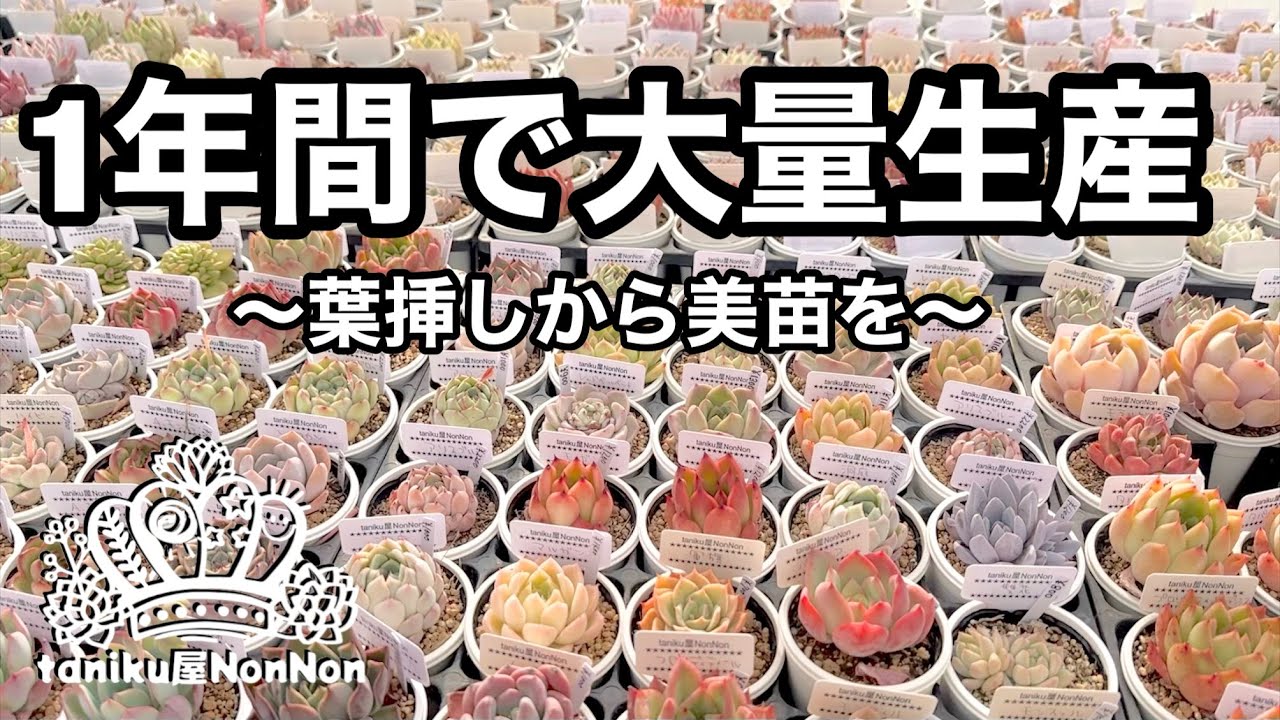多肉植物】1年間で大量生産〜葉挿しから美苗を〜 - YouTube