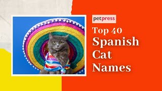 Spanish Cat Names 🐱 - Top 40 Kitten Names In Spanish