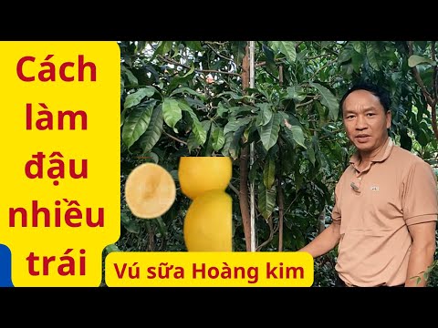 Vú Sữa Hoàng Kim Đậu Trái Cách Chăm Sóc Vú sữa Hoàng Kim Bón Phân Cho Vú Sữa Hoàng Kim Lưu Ý Khi Hoa 2023 mới nhất