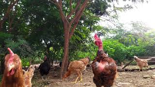 Quantos Galos Por Galinhas Quantas Galinhas Para Um Galo