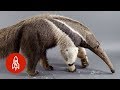 The Giant Anteater Carries On, 25 Million Years and Counting