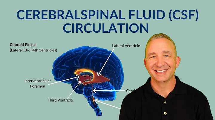 Cerebrospinal Fluid Flow: How CSF Circulates through the Brain and Spinal Cord (Nervous System)