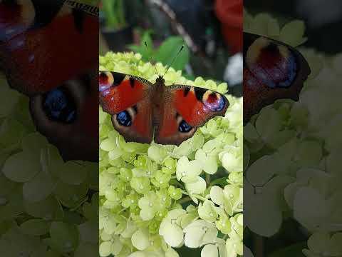 Video: Peacock eye vlinder - fladderende schoonheid