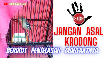 Cara Terapi Sauna untuk burung sirtu