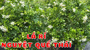 Cây Nguyệt quế Thái lá rí | 0386569374 - Ngọc Ngân Bến Tre | Chuyên cây độc lạ