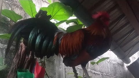 15.11.2024 f3 qua zoo