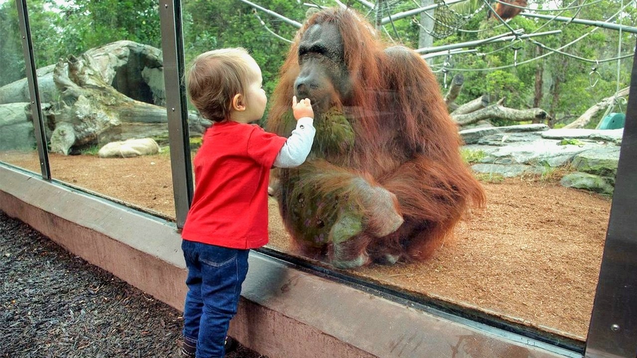 When Baby’s Visits the Zoo for the First Time and Their Reactions 😂
