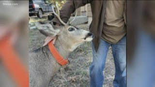 A Deer Wearing A Dog Collar Gored A Man In Colorado