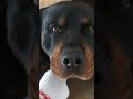 Nađite nekog ko će ovako da Vas gleda!😍🥰🐶❤️ #dog #rottweiler #cuteshorts #dogshorts