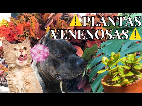 Video: ¿Son las suculentas venenosas para los perros?