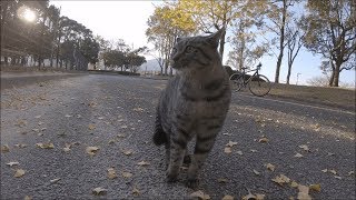 犬に吠えられてビビるまくるキジトラ猫～Cat is afraid of barking dog～