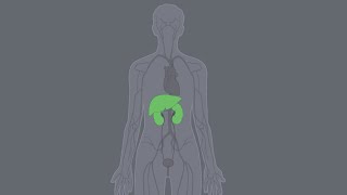 Where does TCE go in the body? - Breakdown