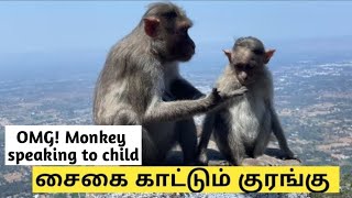 💥 This monkey did something amazing‼️ #viral #trending #monkey
