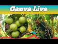 Guava Tree 🌲अम्बा 🍐 funny videos live ,अम्बा खाउँ मिलेर #guava