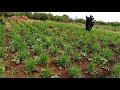 Mbegu Ya Ulezi Ya P 224 Kwa Mahitaji Piga 0763531353 0736531353 Mbegu Ya Ulezi Ya P 224 Kwa Mahitaji Piga 0763531353 0736531353