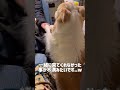 パパと犬が喧嘩してるのを目撃してしまいました(笑)【ボーダーコリー】#shorts