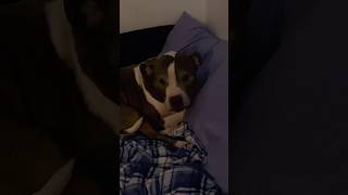 Are you going to yawn?! …I KNEW IT!!! #pitbull #onyx #shorts #yawning #lazy #dog #seniordog
