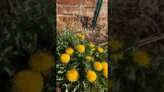 Bees Love Dandelions