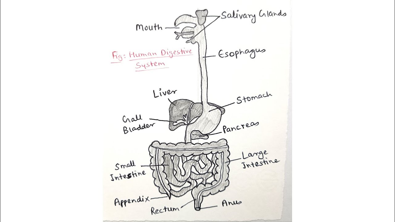 How to draw Human Digestive System/ step by step drawing for beginners ...