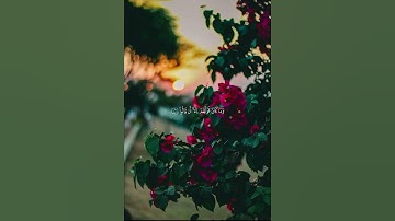 القارئ / ياسر الدوسري
