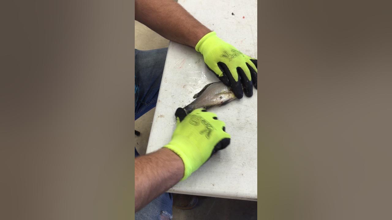 How to clean bluegill YouTube