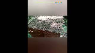 Download Lagu Apiário Sabor da Natureza MP3