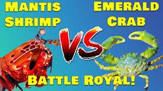 Survival Challenge: Mantis Shrimp vs Emerald Crab