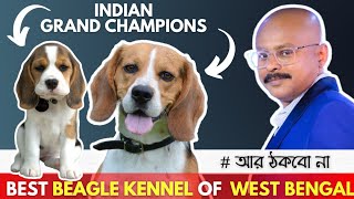 Best Beagle Kennel in West Bengal  Kundu Kennel Krishnanagar  Indian Grand Champions