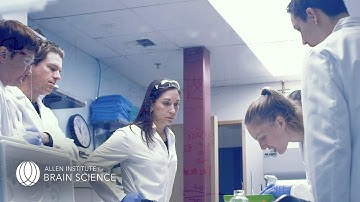 Whole cell patch clamp electrophysiology