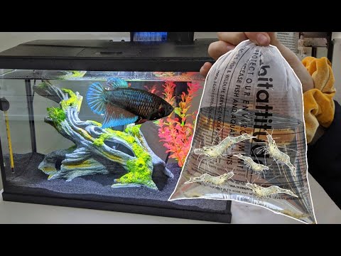 getting GHOST SHRIMP for my BETTA FISH TANK