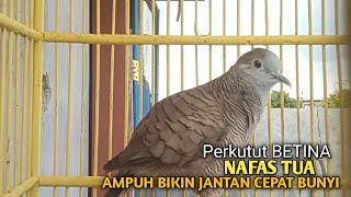 Perkutut Betina memanggil jantan Suara bersahutan perkutut lokal gacor , Ampuh untuk PANCINGAN