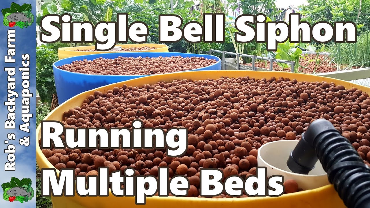 Single Bell Siphon Running Multiple Beds in the Aquaponic System 