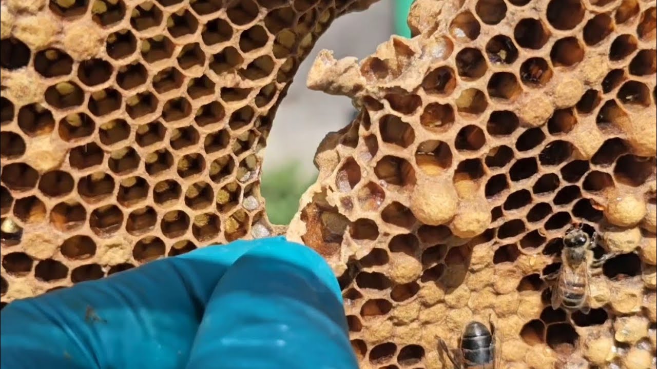 Follow up on the Swarm Cells vs Play Cups Video - Short Form Video 4/5 ...