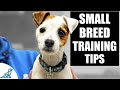 Training A Small Breed Puppy - 5 Steps To Great Leadership!