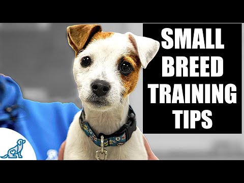 Videó: Csípős tréning tanácsok kis tenyésztett kutyák tulajdonosainak