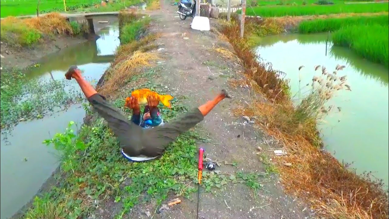 Edan..!! Mancing ikan mas liar diparit dapat sebesar ini