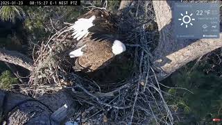 Nest Overhaul Sharing Is Not Yet In The Plan M2 F3 - Kisatchie Natl. Forest E-1 112-124