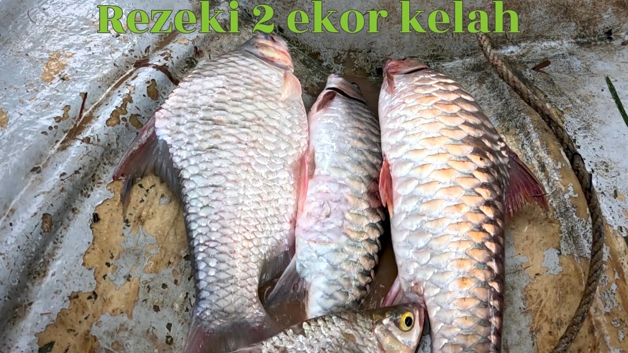 Rezeki 2 ekor kelah merah 🤣