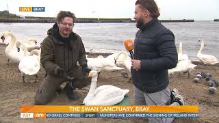 20.03.24 Swan Sanctuary in Bray, Wicklow! A morning highlighting bird rescue.