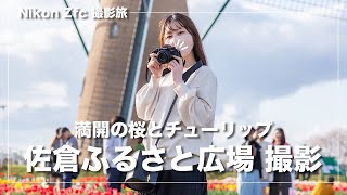 【佐倉ふるさと広場】Nikon Zfcで満開の桜とチューリップを撮影