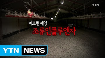 [79화 본방] 예고된 재앙, 조류 인플루엔자 / YTN (Yes! Top News)