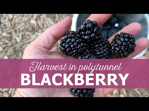 Video: Blackberry-liknande Bär: Svart Giftig Blomma Och Långa Mullbär, Andra Växter Som Björnbär