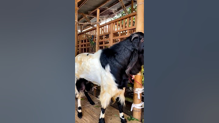 World's most aggressive goat 😳☠️ #shorts #viral