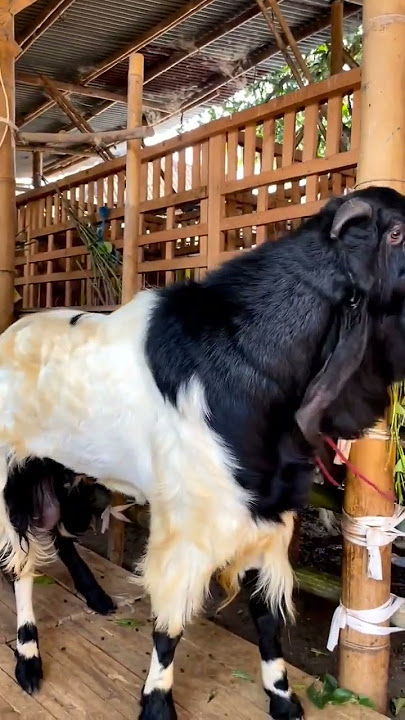 World's most aggressive goat 😳☠️ #shorts #viral